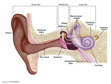 hearing-photo-inner-ear.png