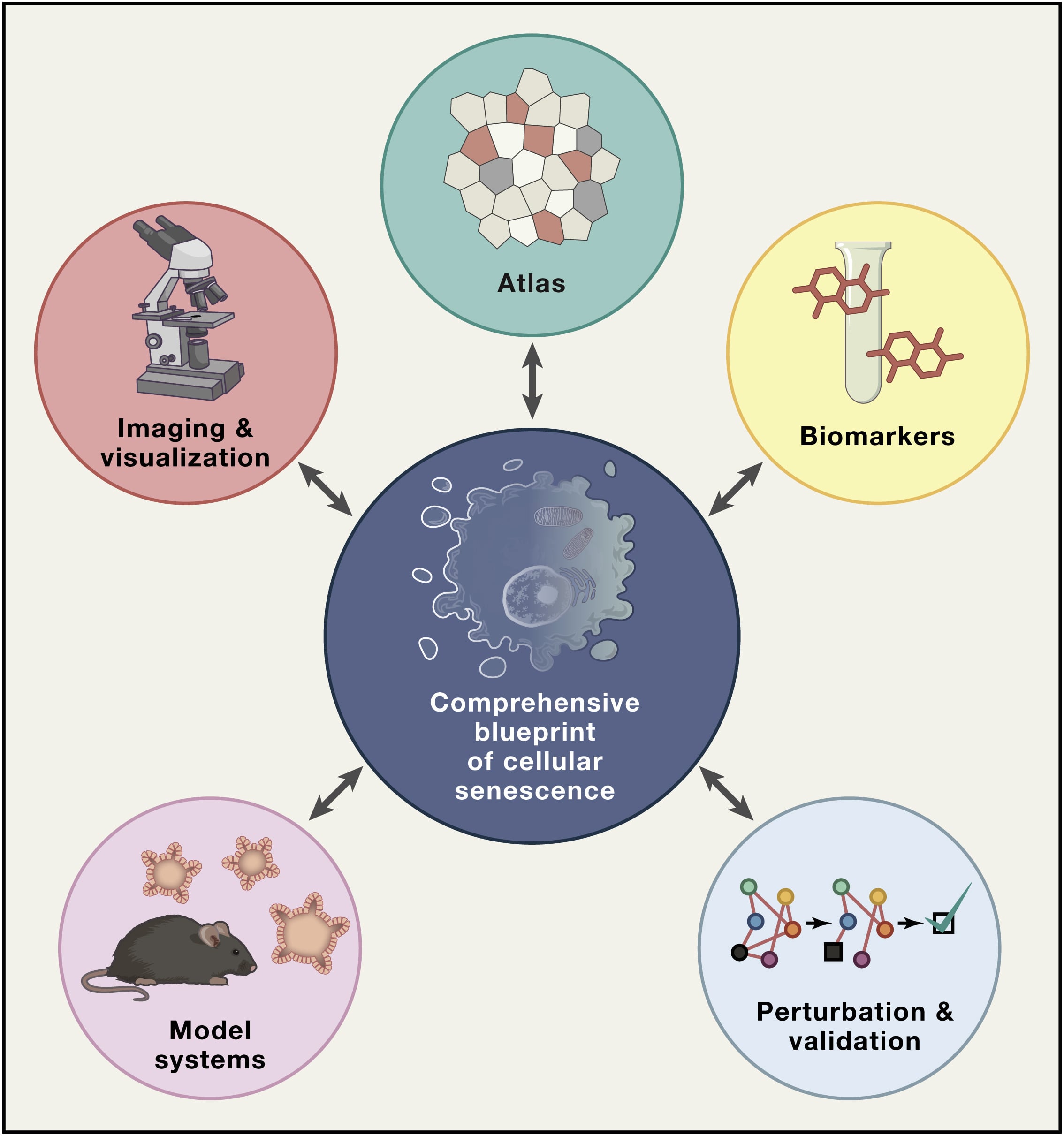 highres_blueprint_senescence_cell.jpg