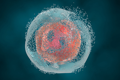 Human cell being destroyed