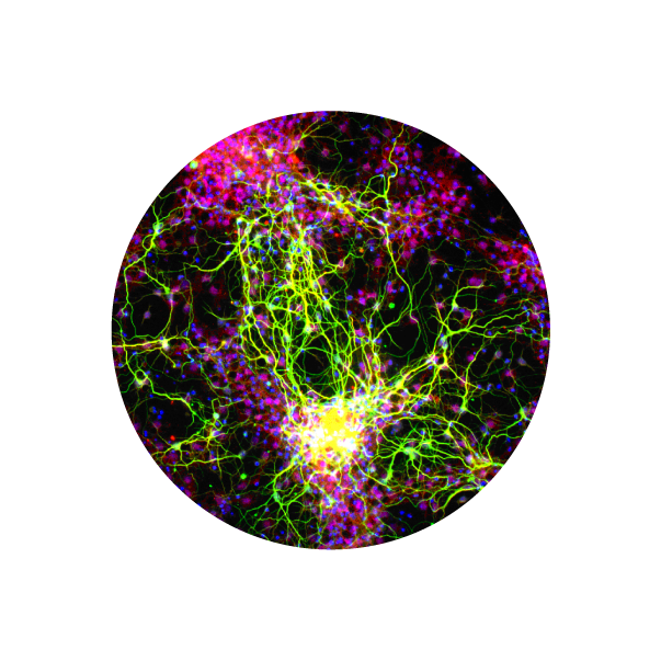 microscopic photo 
