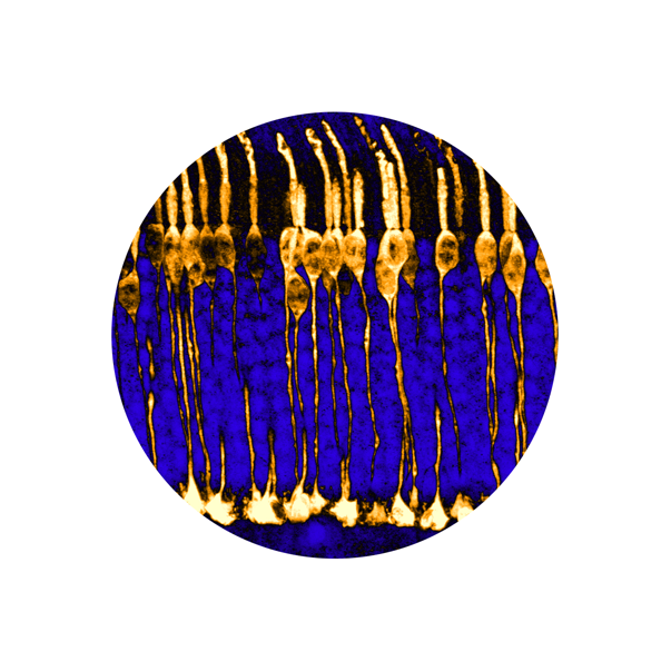 Cone cells