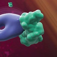 Molecular Pharmacology