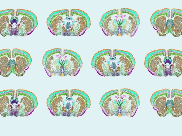 Scientists measured 500 genes in the mouse brain to reveal the complex distribution of cell types throughout the brain.