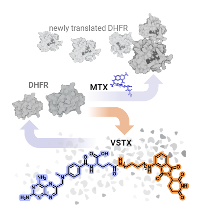 Image shows metabolic pathways of MTX andVSTX.