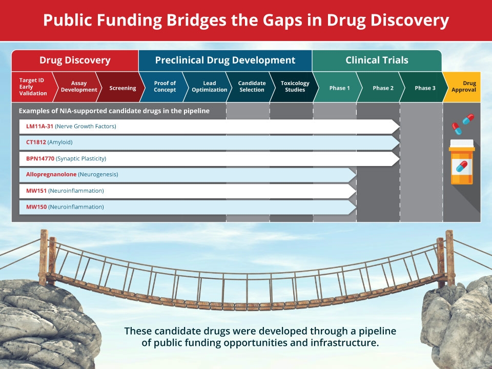 Chevron flow chart: drug discovery to approval. Steps: drug discovery- target ID early validation, assay development & screening; preclinical drug development- proof of concept, lead optimization, candidate selection, toxicology studies; clinical trials- phase 1, 2, & 3 ending at drug approval. NIA-supported candidate drugs in phase 2 trials: LM11A-31, CT1812, BPN14770, & allopregnanolone; MW151 and MW150 in phase 1 trials, developed through a pipeline of public funding opportunities & infrastructure.