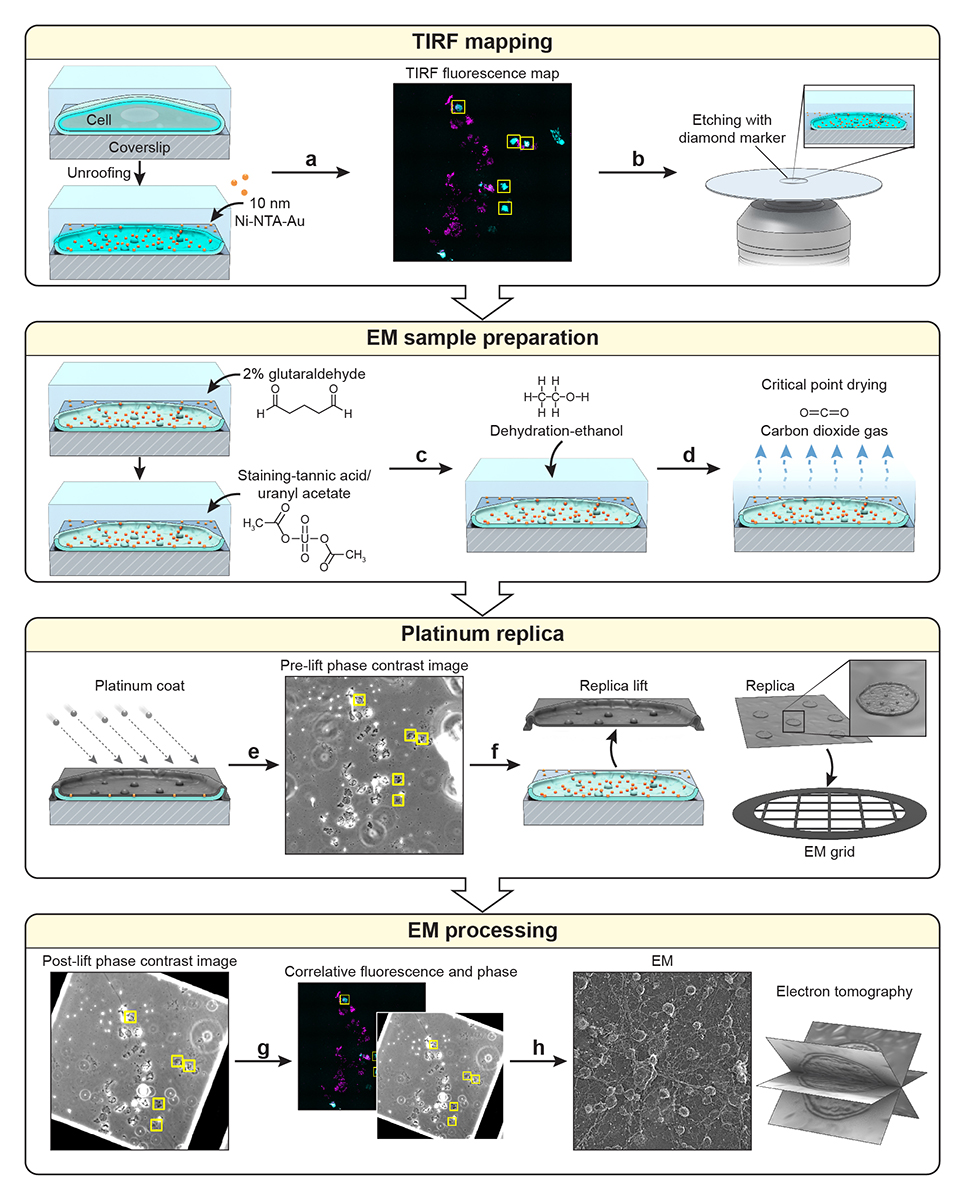 Platinum replica electron microscopy