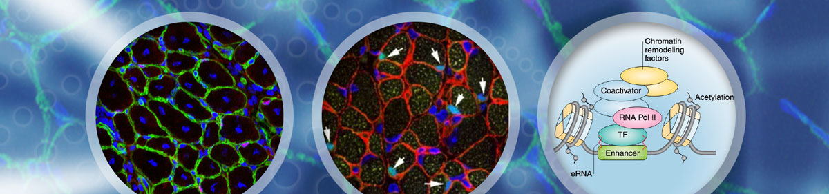 Montage of scientific images