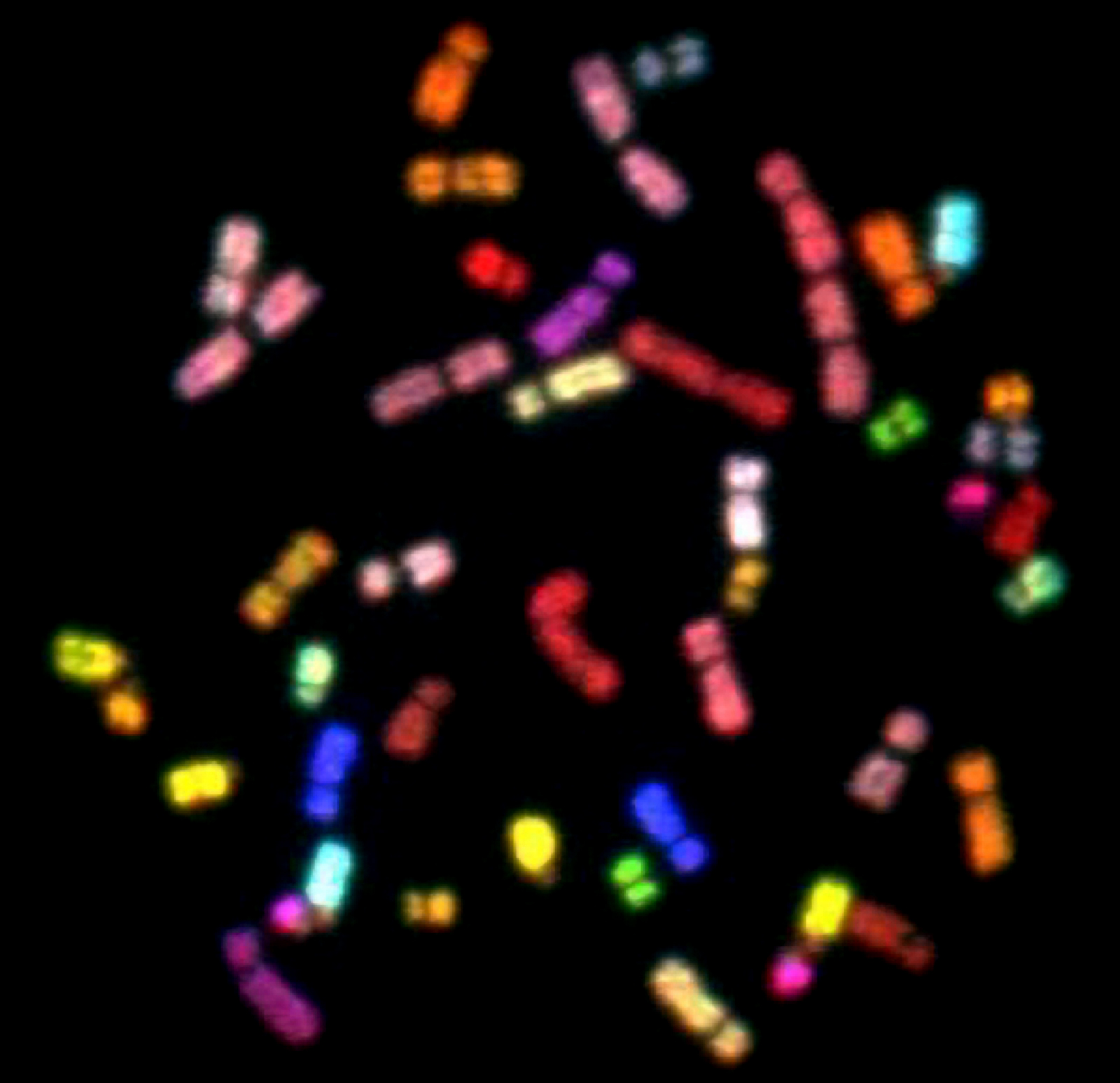 spectral_karyotype_sky