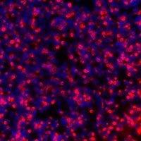 Stem Cell Biology