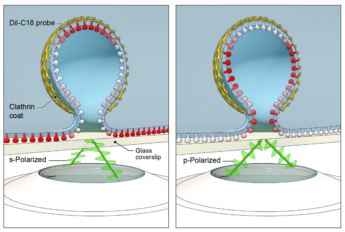 Endocytosis imaging with polarized-TIRF