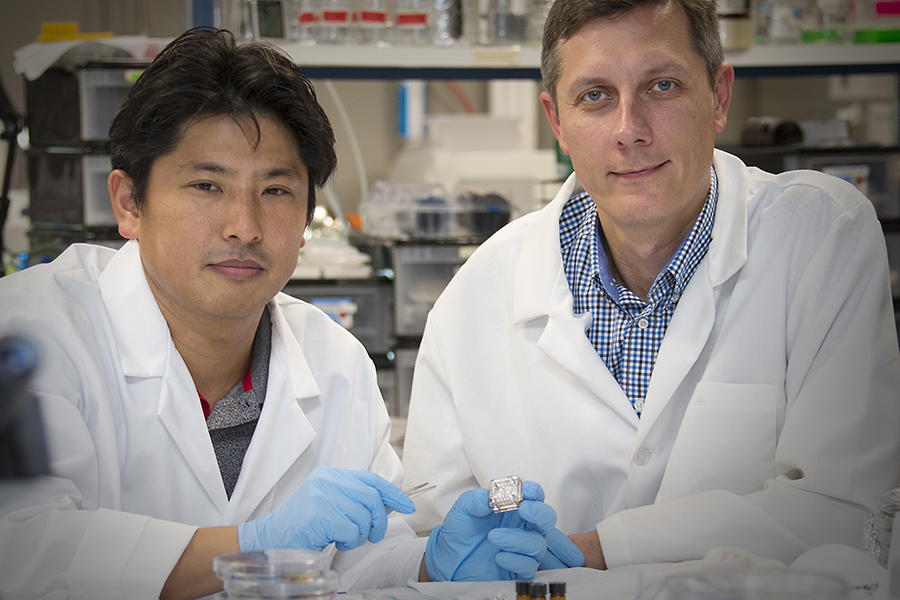 Researchers holding a tissue chip