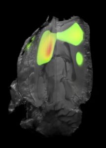 Radioligands & Imaging Agents