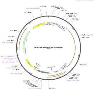 Plasmids & Viral Vectors