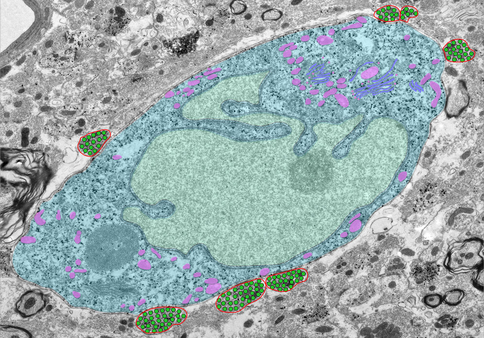 Multiple inhibitory synapses on dopaminergic neurons