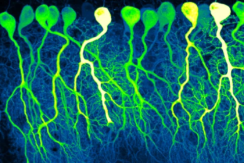Purkinje cells in the mouse cerebellum