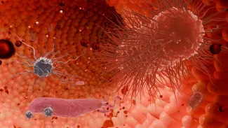Illustration of orange, red, and tan microbes in the gut.