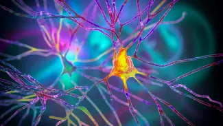 Neuron cell body with dendrites.