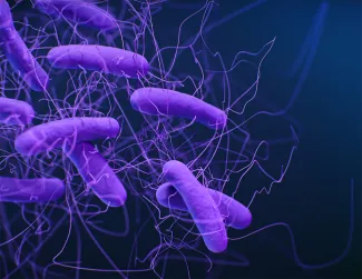 Medical illustration of Clostridioides difficile bacteria