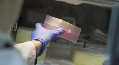 Female scientist with blue gloves on the hand and white uniform putting research samples in refrigerator