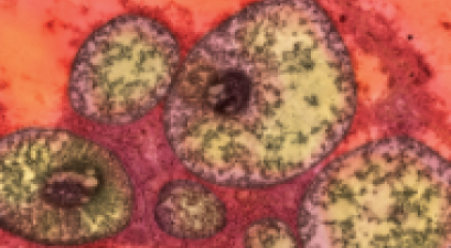 cells