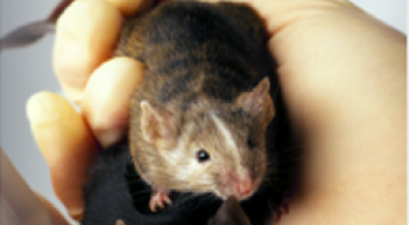 gloved hand holding a mouse