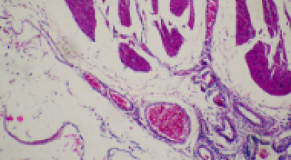 cell slide