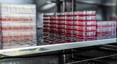 Stacks of red agar plates are neatly arranged on metal shelves inside a laboratory incubator.