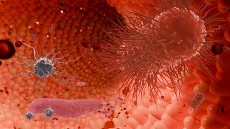 Illustration of orange, red, and tan microbes in the gut.
