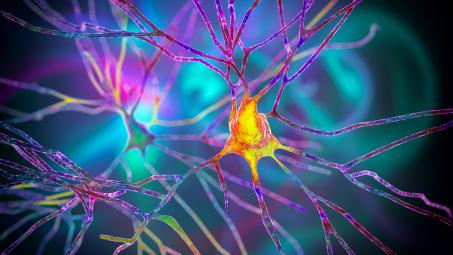 Neuron cell body with dendrites.