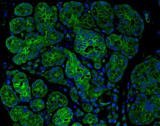 Microscopic image of cells